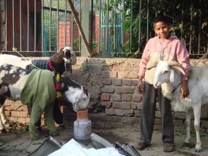 Local boy with goats