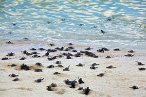Turtles hatching on the beach