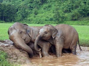 Thailand elephants in water