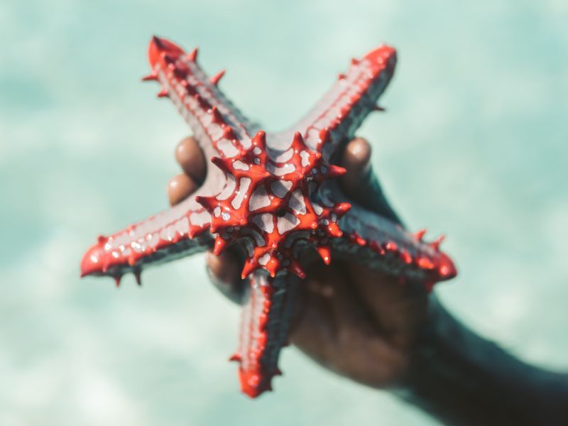 star fish