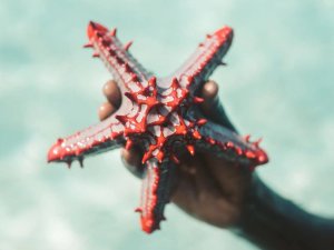 star fish