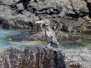 Flightless cormorant perched on volcanic rocks by the water, Galápagos